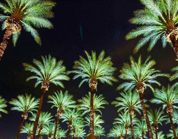 night_palms.JPG